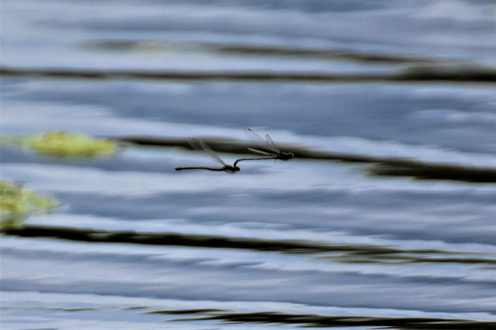 Paarungsflug am See