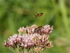 Paarungsflug der Schwebefliegen?