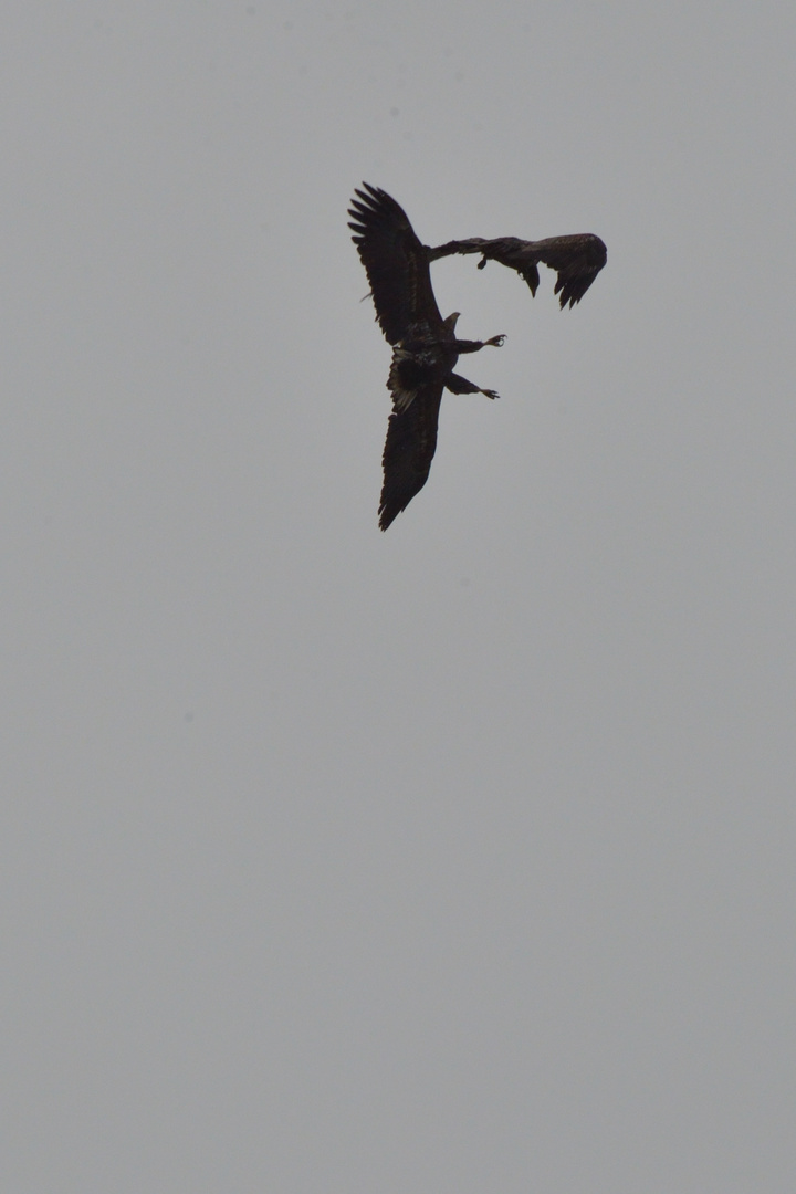 Paarungsflug der Seeadler - eher ein Quickie