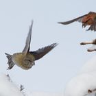 Paarungsflug... Fichtenkreuzschnäbel  (Loxia curvirostra)