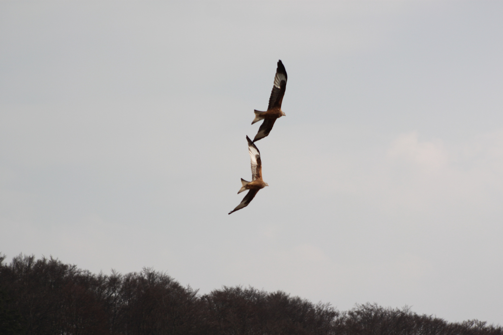 Paarungsflug von Rotmilanen