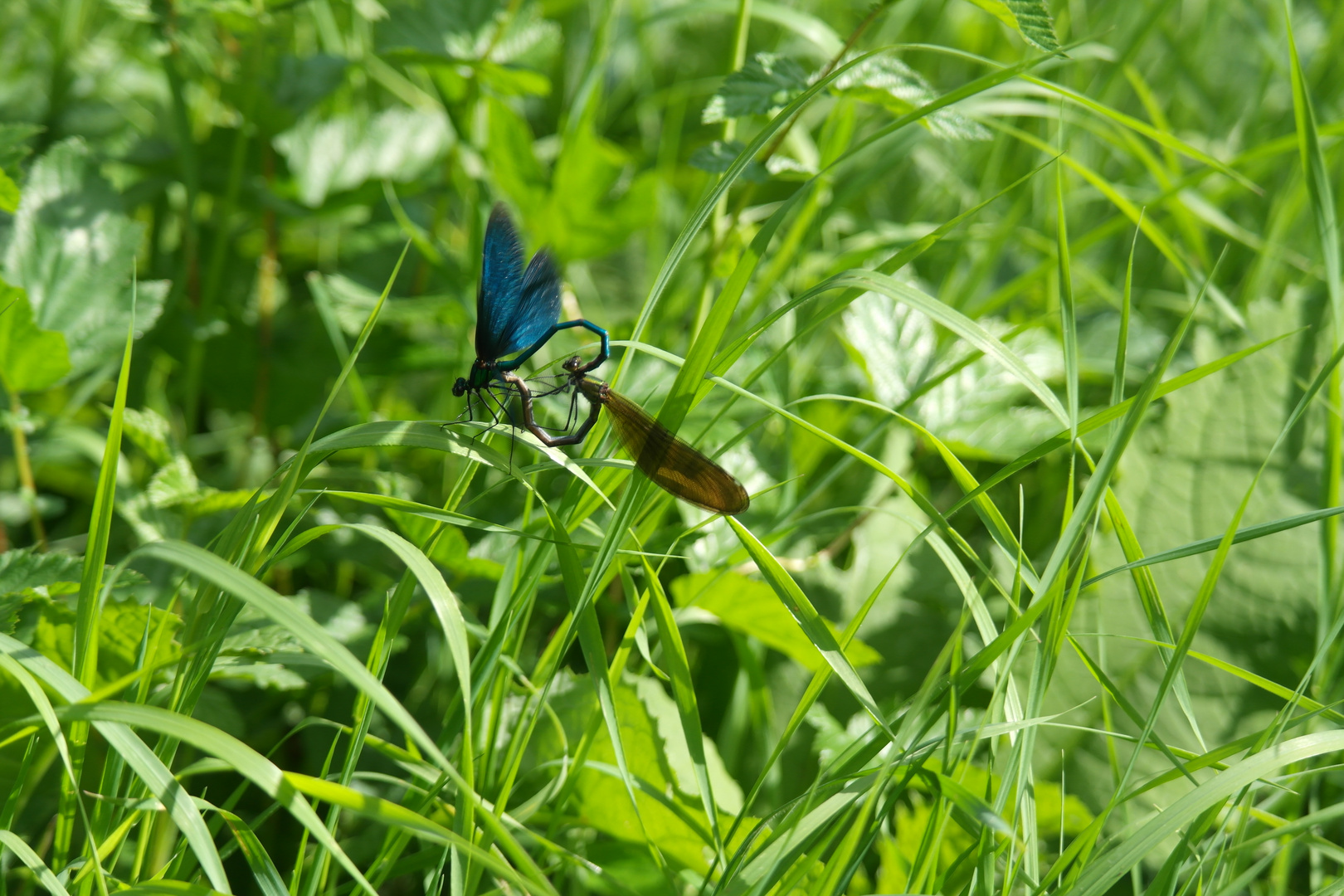 Paarungsherz blaue Parchtlibelle