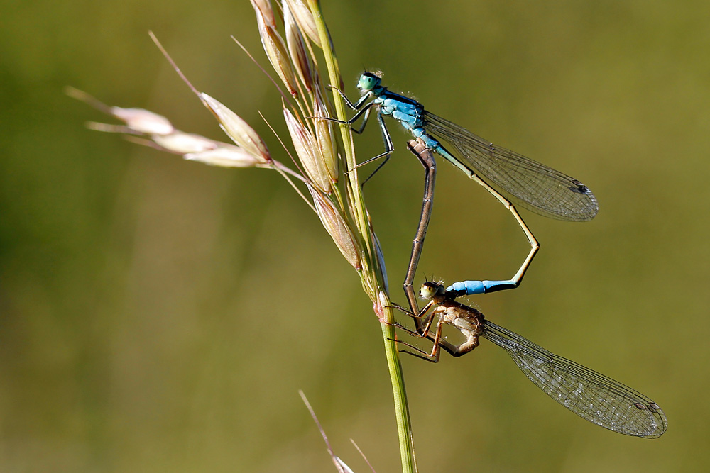 Paarungsherz der großen Pechlibelle