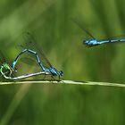 Paarungsherz der Kleinlibellen mit Störenfried