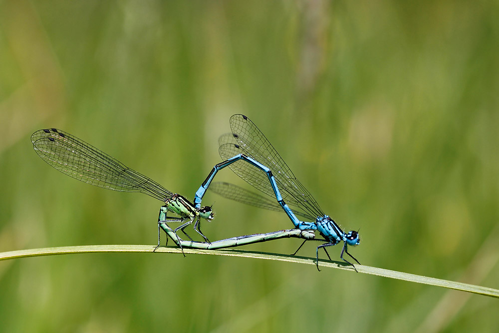 Paarungsherz von Kleinlibellen