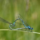 Paarungsherz von Kleinlibellen