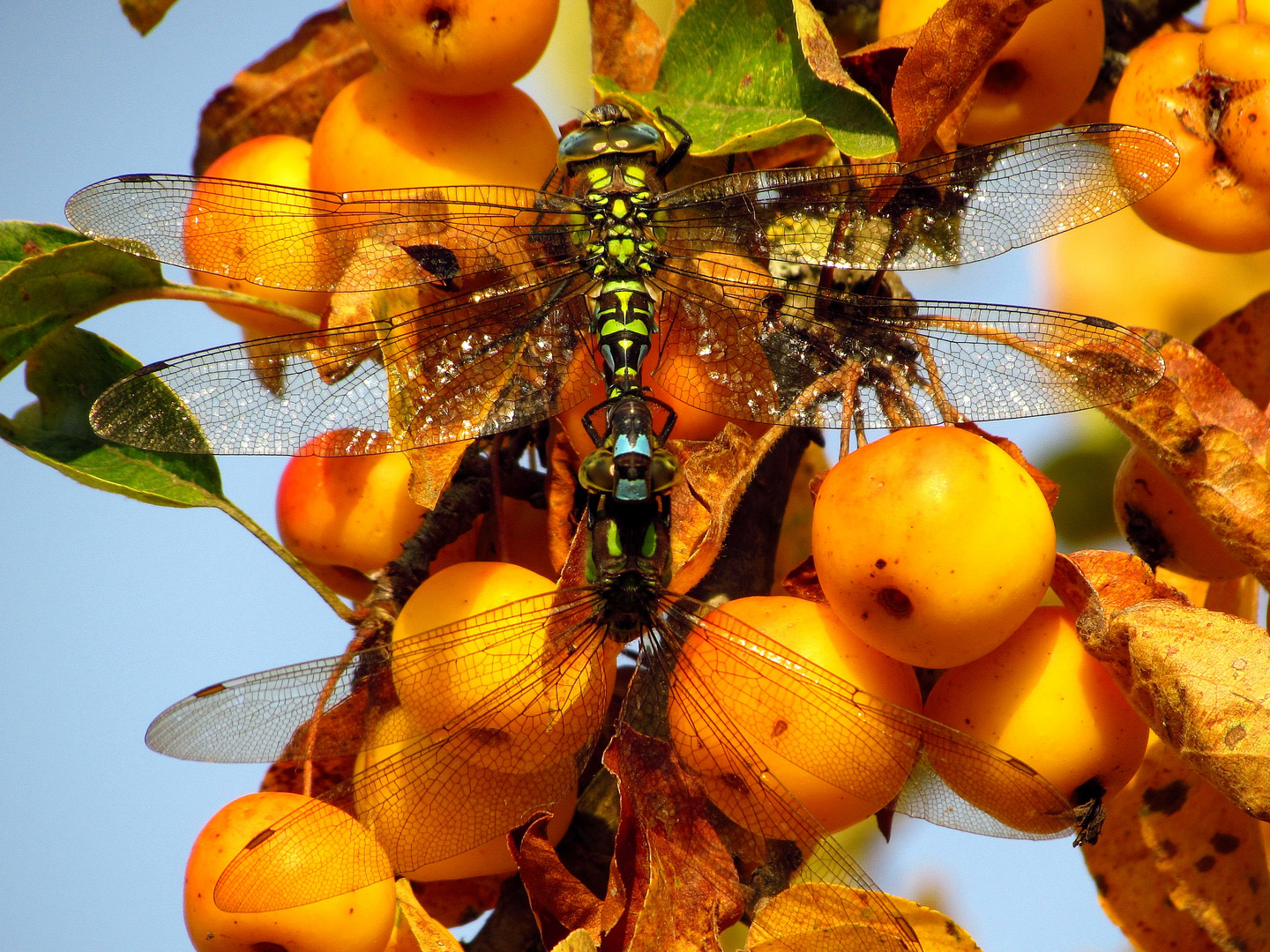 Paarungsrad Blaugrüne Mosaikjungfer (Aeshna cyanea) 1