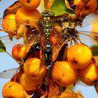 Paarungsrad Blaugrüne Mosaikjungfer (Aeshna cyanea) 1