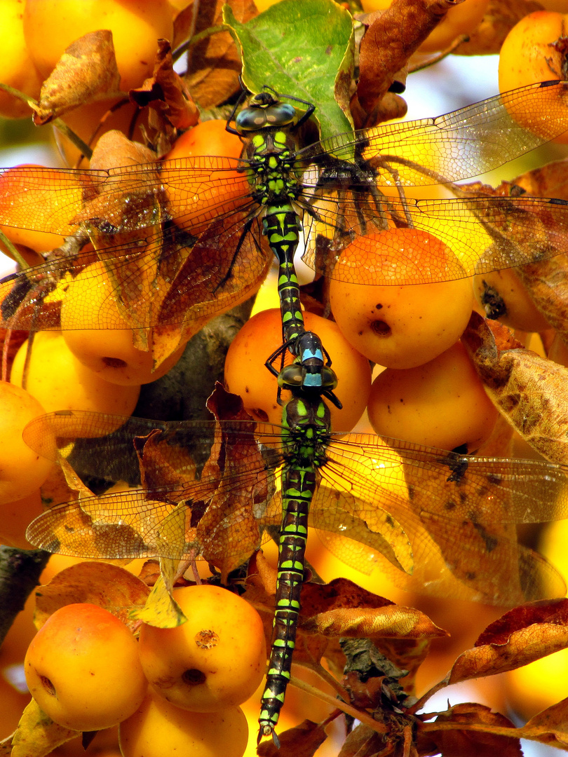 Paarungsrad Blaugrüne Mosaikjungfer (Aeshna cyanea) 3