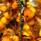 Paarungsrad Blaugrüne Mosaikjungfer (Aeshna cyanea) 3