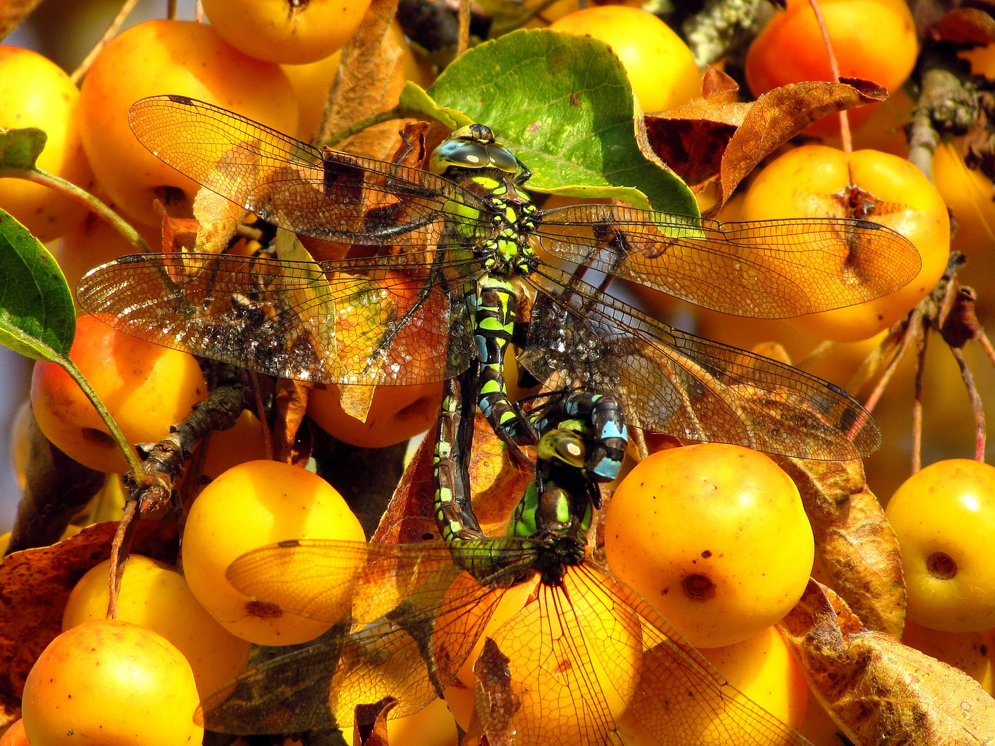 Paarungsrad Blaugrüne Mosaikjungfer (Aeshna cyanea)