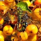 Paarungsrad Blaugrüne Mosaikjungfer (Aeshna cyanea)