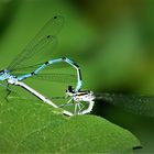 Paarungsrad der Azurjungfern