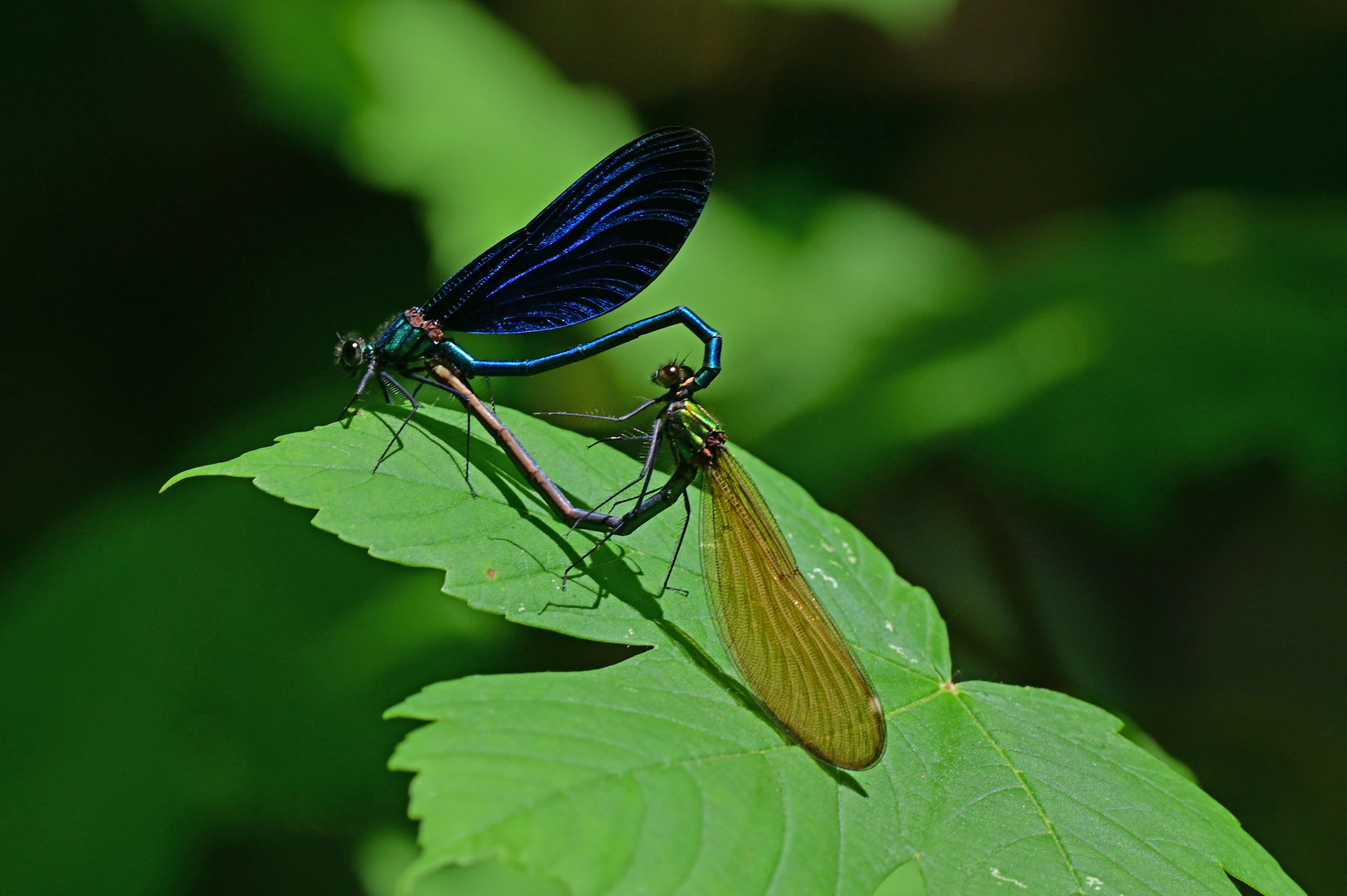 Paarungsrad der Blauflügel-Prachtlibelle (Calopteryx virgo)