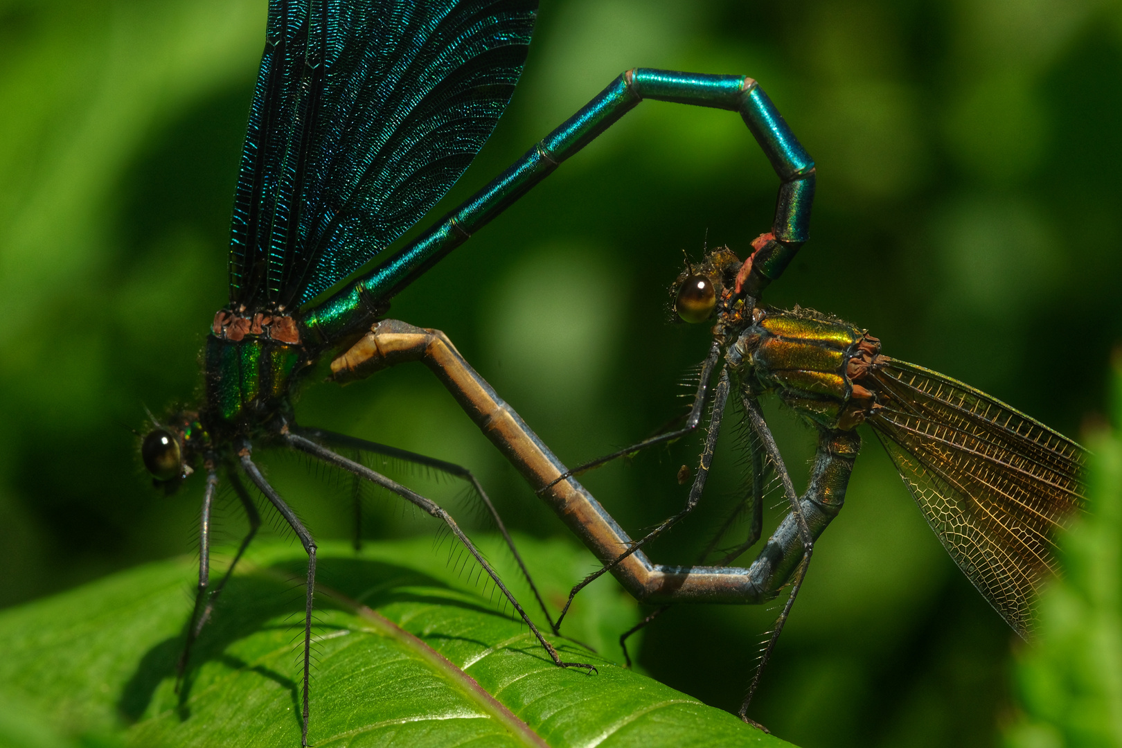 Paarungsrad der Blauflügel Prachtlibelle