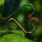 Paarungsrad der Blauflügel Prachtlibelle