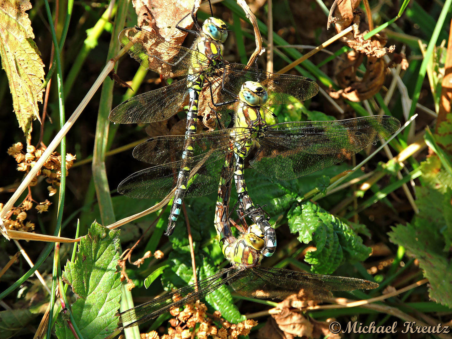 Paarungsrad der Blaugrünen Mosaikjungfer(Aeshna cyanea )