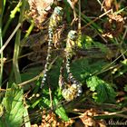 Paarungsrad der Blaugrünen Mosaikjungfer(Aeshna cyanea )