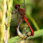 Paarungsrad der Blutroten Heidelibelle (Sympetrum sanguineum)