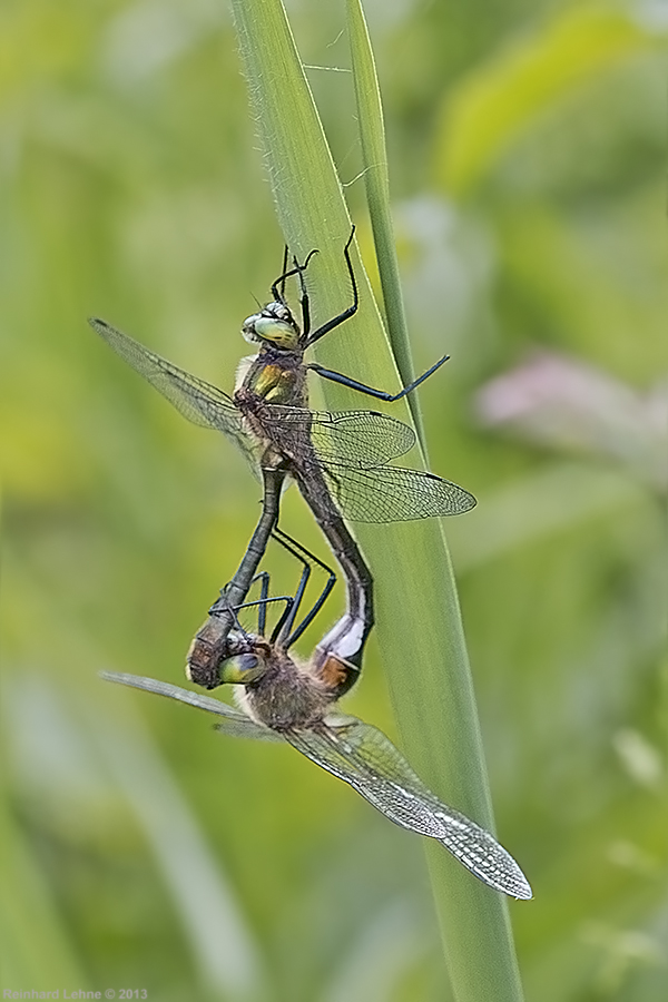 Paarungsrad der Falkenlibellen