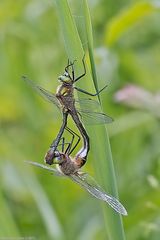 Paarungsrad der Falkenlibellen