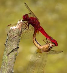 Paarungsrad der Feuerlibelle (Crocothemis erythraea) (1)