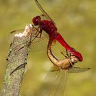 Paarungsrad der Feuerlibelle (Crocothemis erythraea) (1)