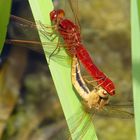 Paarungsrad der Feuerlibelle (Crocothemis erythraea) (2)