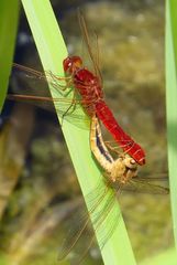 Paarungsrad der Feuerlibelle (Crocothemis erythraea) (2)