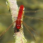 Paarungsrad der Feuerlibelle (Crocothemis erythraea) (3)