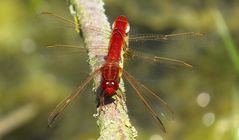 Paarungsrad der Feuerlibelle (Crocothemis erythraea) (3)