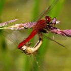 Paarungsrad der Feuerlibelle (Crocothemis erythraea)