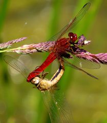 Paarungsrad der Feuerlibelle (Crocothemis erythraea)