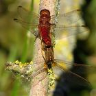 Paarungsrad der Feuerlibelle (Crocothemis erythraea) (4)