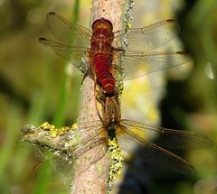 Paarungsrad der Feuerlibelle (Crocothemis erythraea) (4)