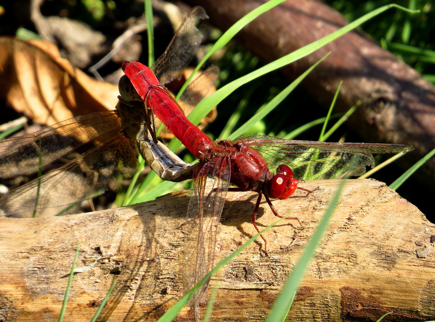 Paarungsrad der Feuerlibelle (Crocothemis erythraea) (5)