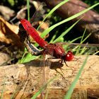 Paarungsrad der Feuerlibelle (Crocothemis erythraea) (5)