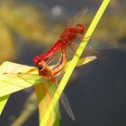 Paarungsrad der Feuerlibelle (Crocothemis erythraea) mit männchenfarbenen (androchromen) Weibchen