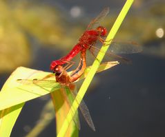 Paarungsrad der Feuerlibelle (Crocothemis erythraea) mit männchenfarbenen (androchromen) Weibchen