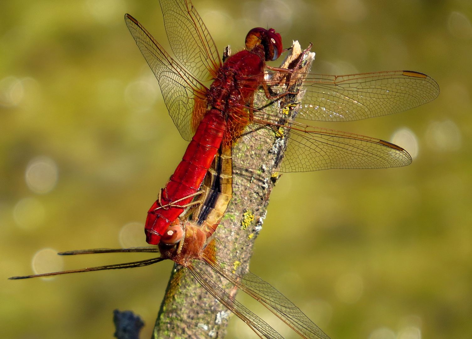 Paarungsrad der Feuerlibelle (Crocothemis erythraea) mit männchenfarbenen (androchromes) Weibchen