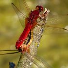 Paarungsrad der Feuerlibelle (Crocothemis erythraea) mit männchenfarbenen (androchromes) Weibchen