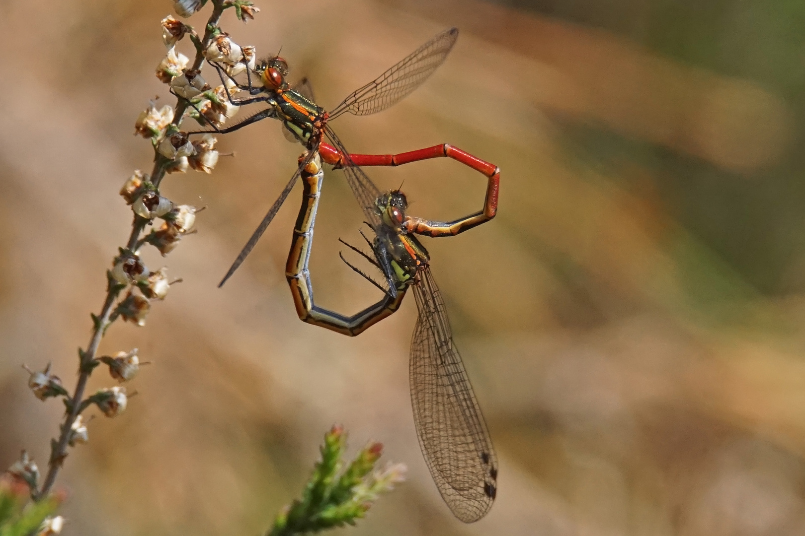 Paarungsrad der Frühen Adonislibelle (Pyrrhosoma nymphula)