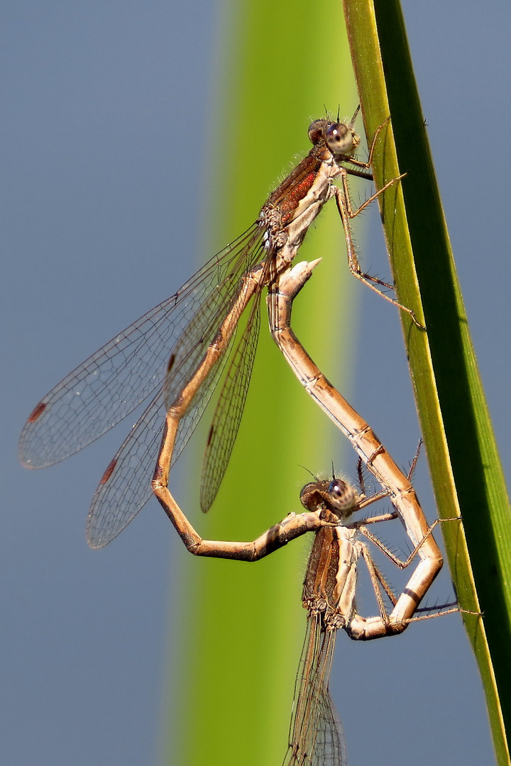 Paarungsrad der Gemeinen Winterlibelle (Sympecma fusca)