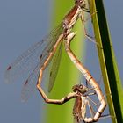 Paarungsrad der Gemeinen Winterlibelle (Sympecma fusca)