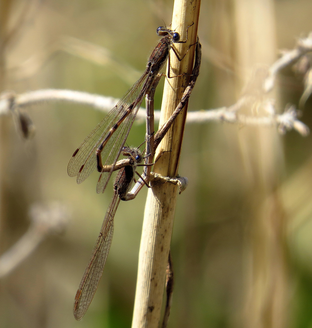 Paarungsrad der Gemeinen Winterlibelle (Sympecma fusca)