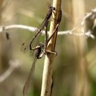 Paarungsrad der Gemeinen Winterlibelle (Sympecma fusca)