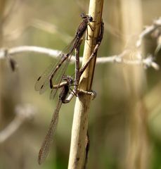 Paarungsrad der Gemeinen Winterlibelle (Sympecma fusca)