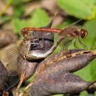 Paarungsrad der Große Heidelibelle (Sympetrum striolatum)