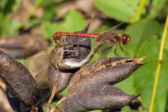 Paarungsrad der Große Heidelibelle (Sympetrum striolatum)