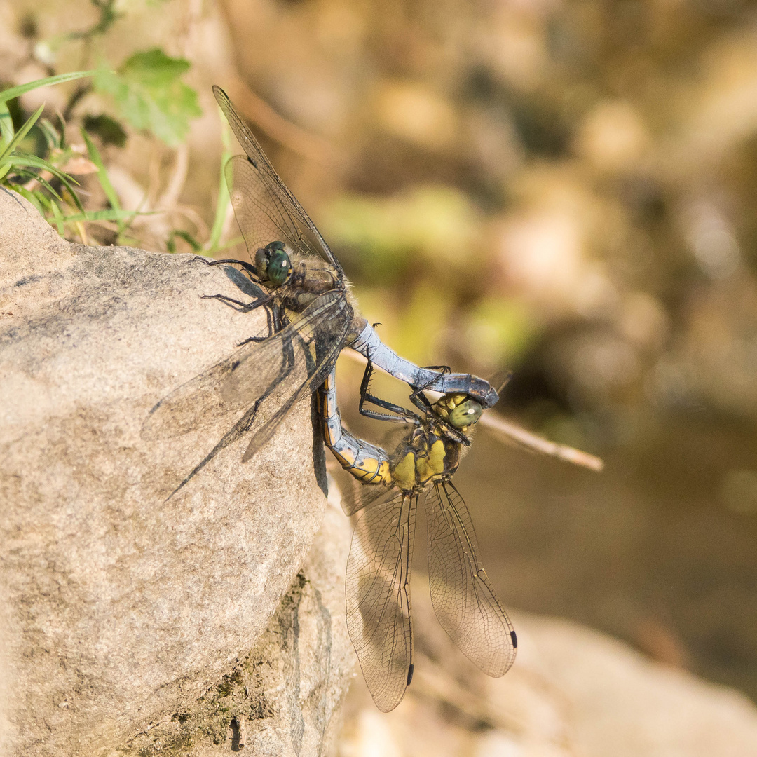 Paarungsrad der Großen Blaupfeillibelle